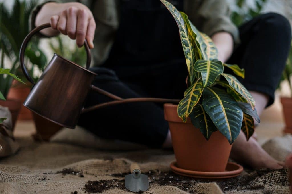 hobbies to do at home gardening