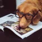 Dog Licks