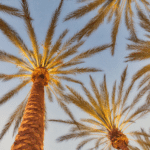 California is one of the most diverse States in the US