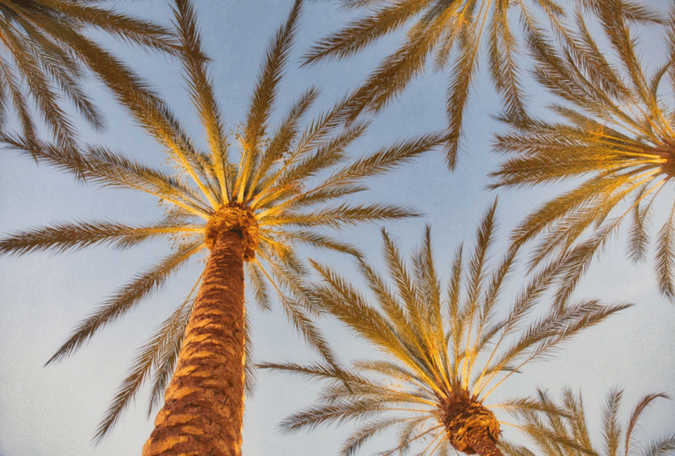 California is one of the most diverse States in the US